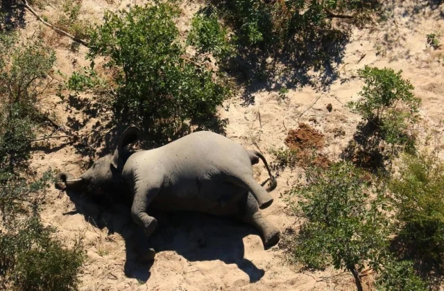 Bacterial infection blamed for further deaths in elephants in Zimbabwe