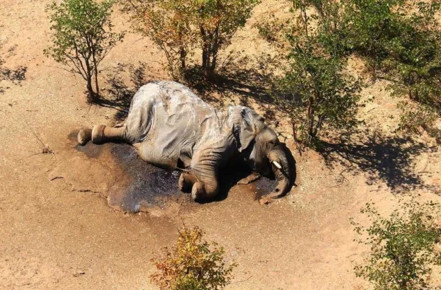 Botswana likely detects behind mass-elephant deaths
