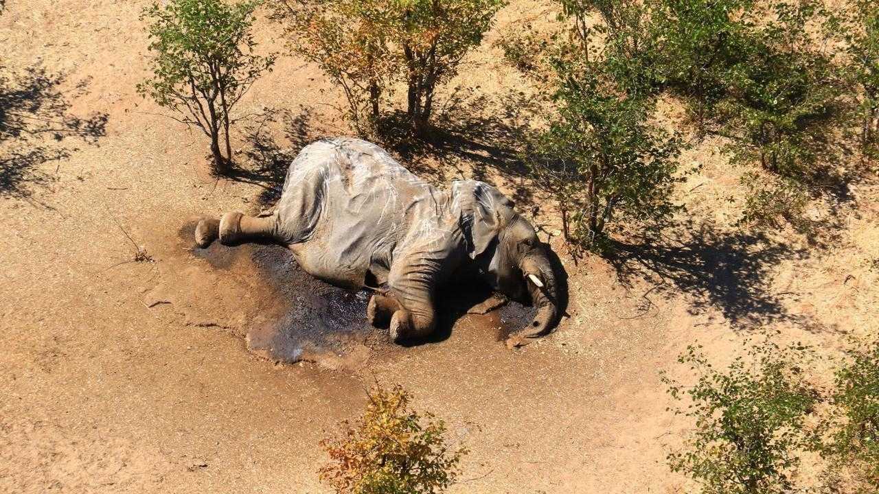 Botswana-likely-detects-sins-behind-mass-elephant-deaths