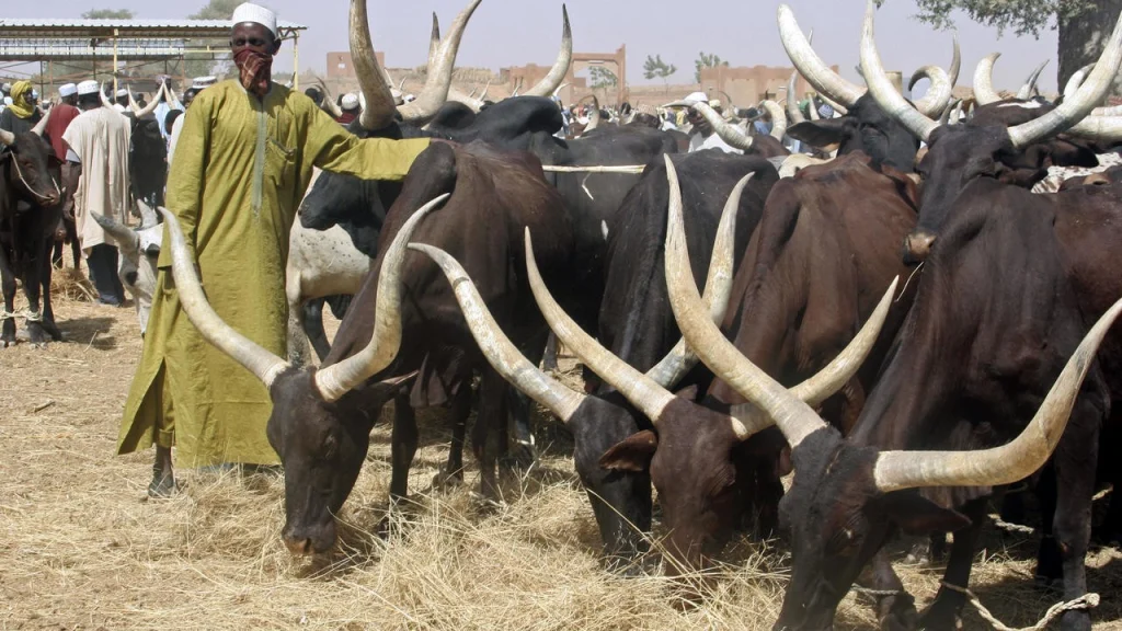Why-is-African-cattle-so-resilient