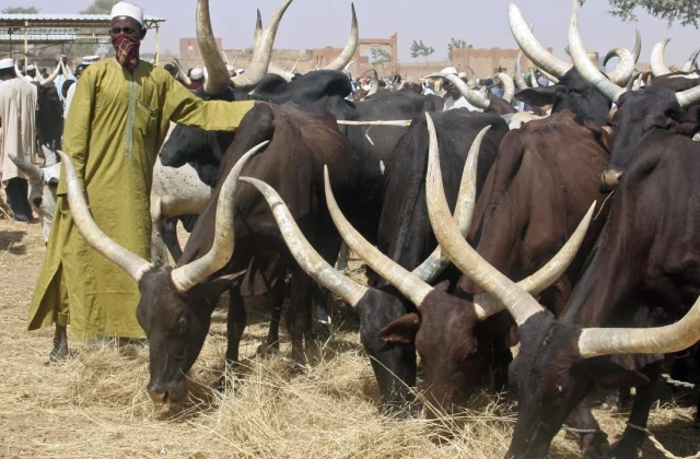 Why is African cattle so resilient?