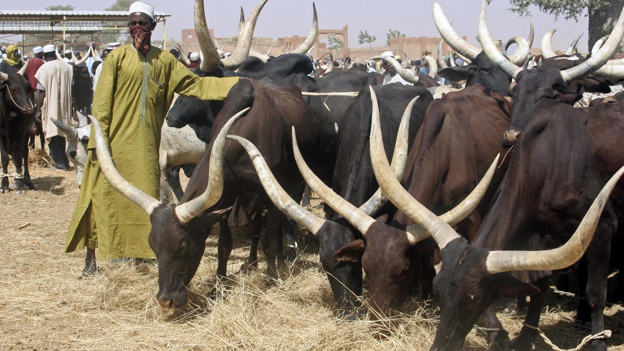 Why-is-African-cattle-so-resilient