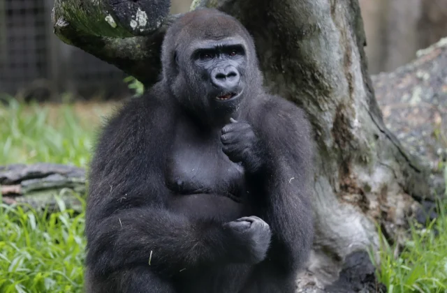 Zookeeper attacked by gorilla