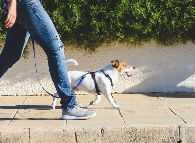 stunning weight loss methods that completely work, say specialists 25 walk dog