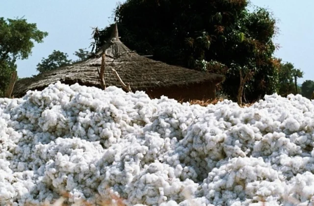 A catastrophic cotton campaign in Mali