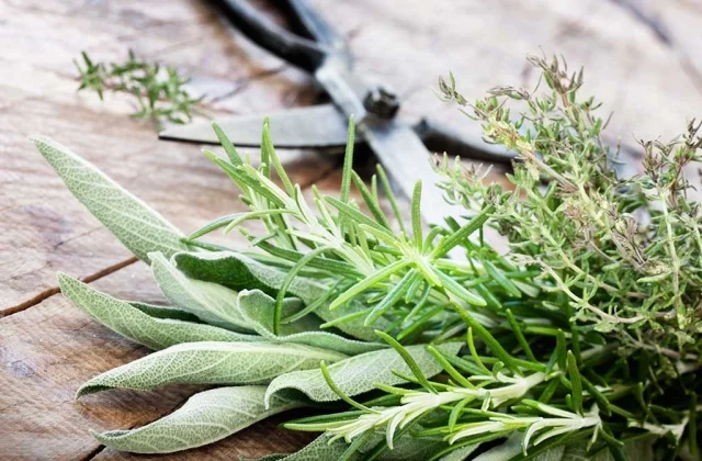 An Alarming Quantity of This Fashionable Herb Is Tampered With, New Research Finds