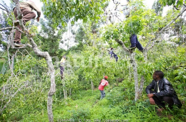 Ganacsatadda Khaadka Kenya oo ka walaacsan in Suuqooda