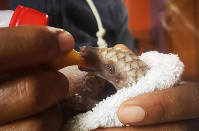 In Nigeria, Covid-19 gives new impetus to the pangolin defense