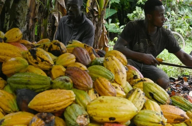 In the spotlight: the cocoa of disagreement
