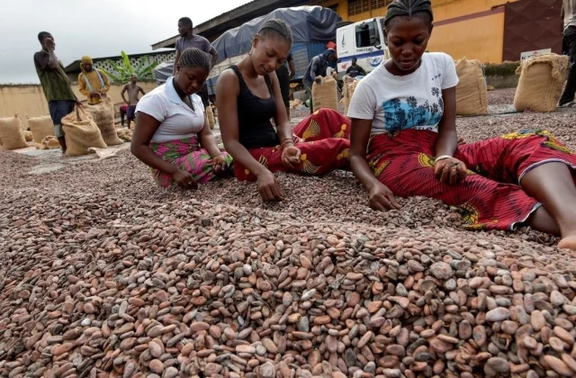 Ivorian cocoa: exporters want tax cuts