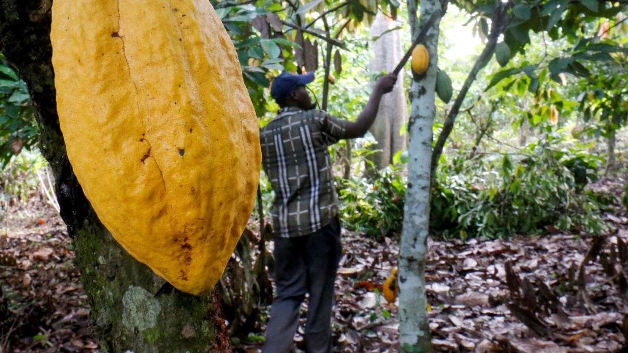 Ivory-Coast-boost-for-cocoa-farmers-a-few-days-before
