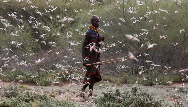 Kenya faces 2nd wave of desert jumpers in November, UN