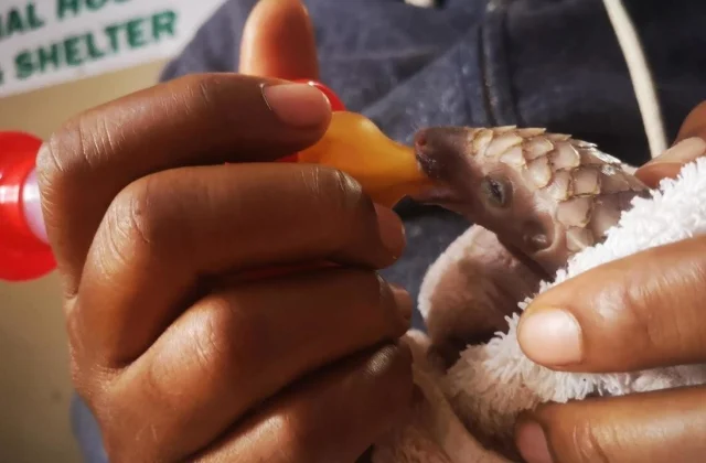 Nigeria: a refuge for pangolins in Lagos