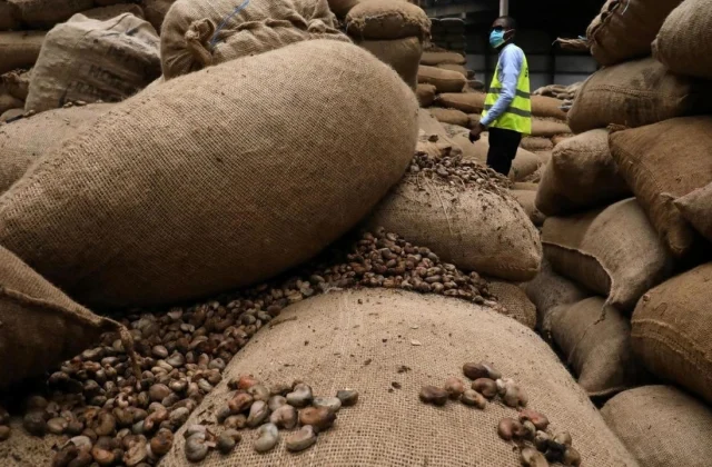 [Série] Côte d’Ivoire, the world chief in cashew nut manufacturing, is embarking on processing