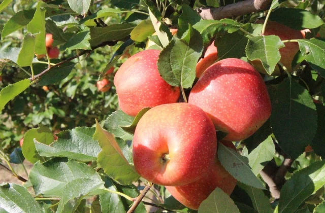 The Greatest Apple-Choosing Spot in Each State