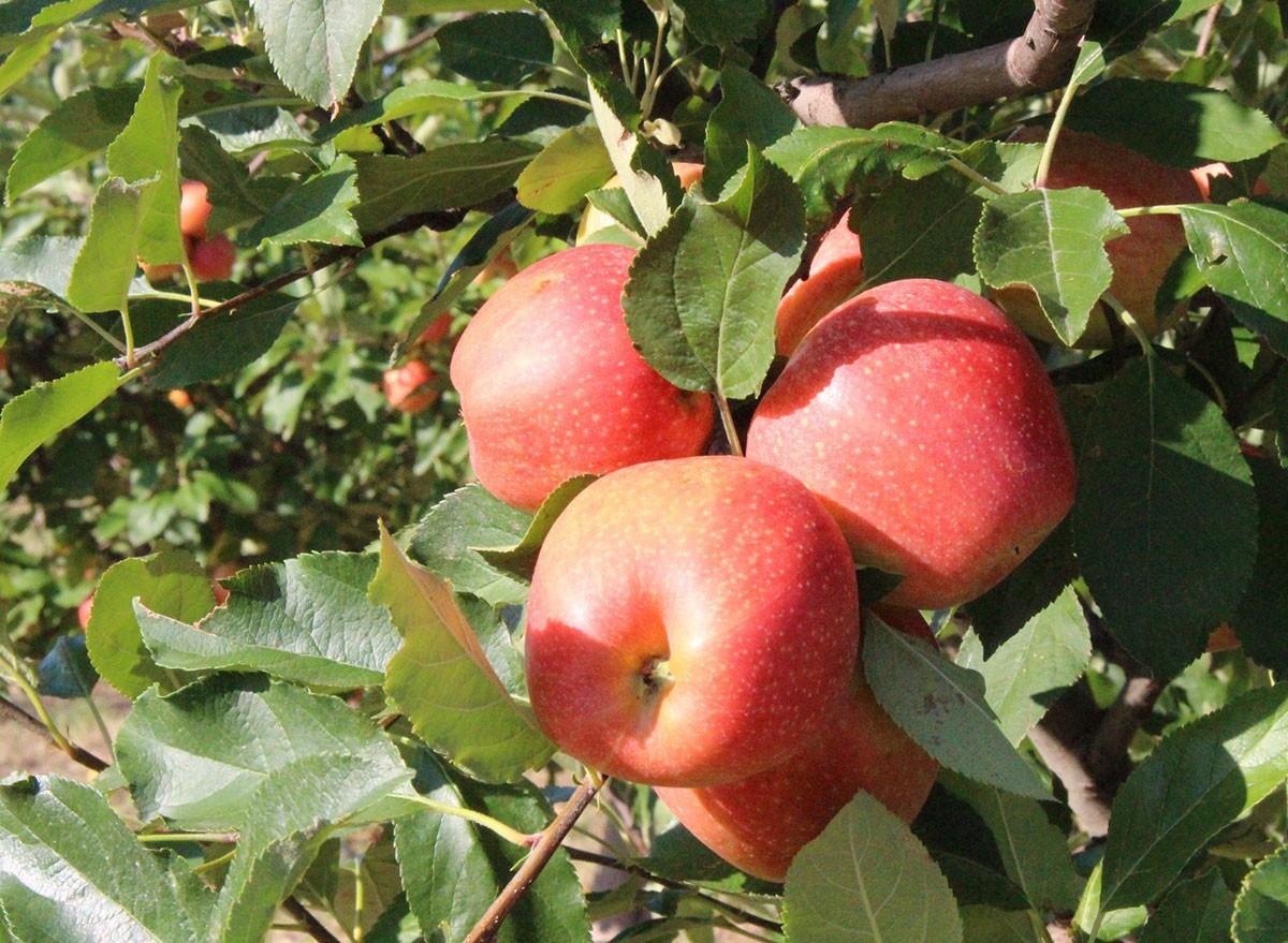 The Greatest Apple-Choosing Spot in Each State