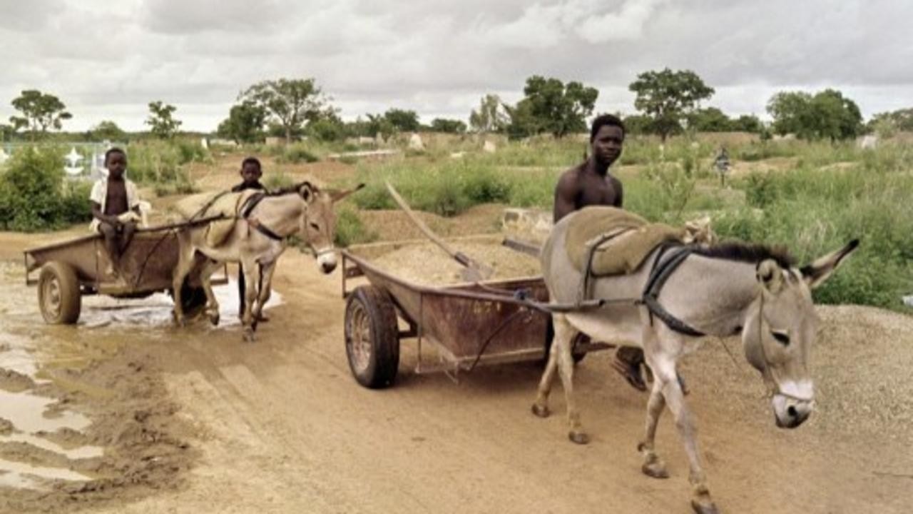 a surprising number of trees live in the region