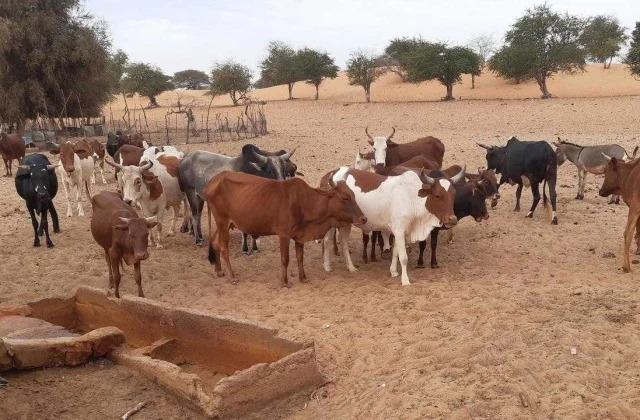 alarming increase in patients with Rift Valley fever