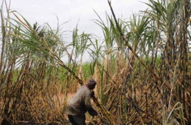 land for rent to revive agriculture among the black population