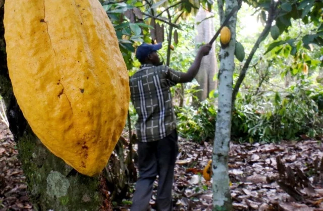The police to help children illegally employed in the cocoa sector