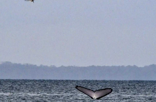 two whales stranded on Lomé beach in one week