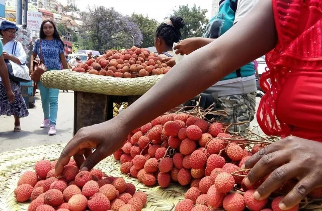 2020, a special year for the lychee harvest campaign
