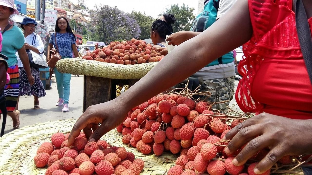 2020 a special year for the lychee harvest campaign