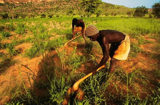 “Bol lèi”, two toasts, an initiative to support displaced persons from Dogon country