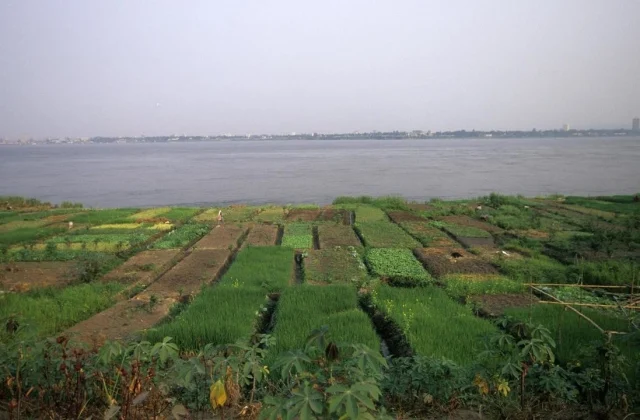 Congo-Brazzaville: The plant fair for a greener economy