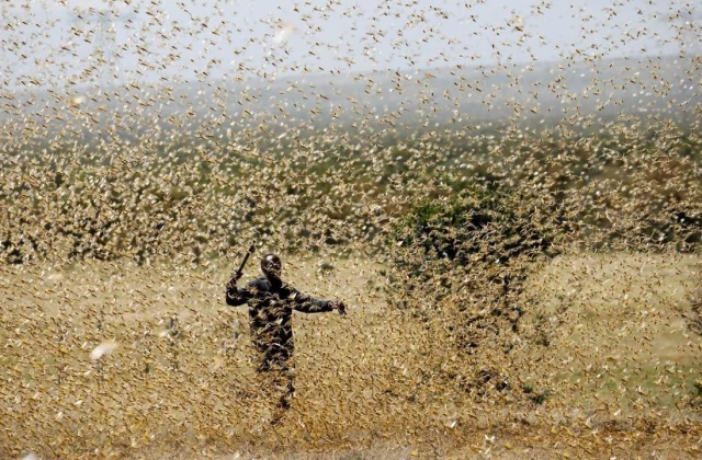 Kenya meets new swarms of Desert Locusts