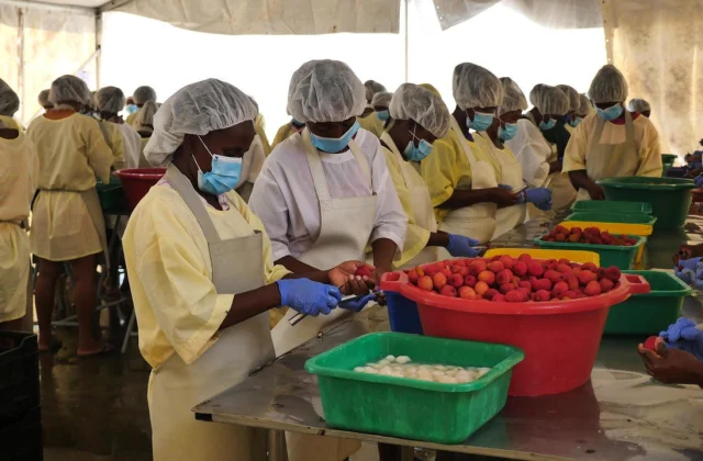Madagascar: Tamatave in keeping with lychee exports (Sequence 1/3)