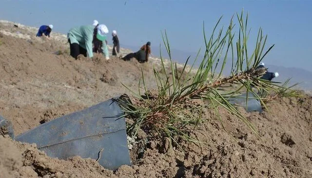 Turkey crops bushes in dry Somalia