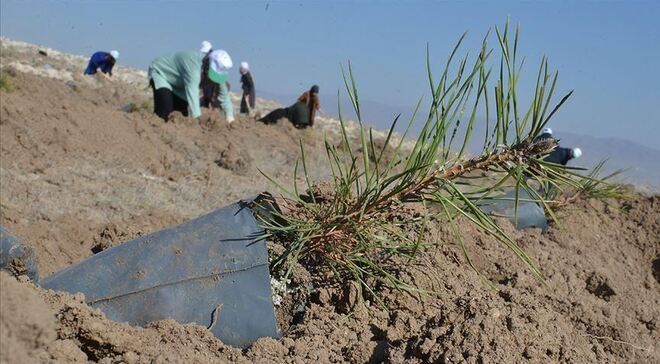 Turkey crops bushes in dry Somalia