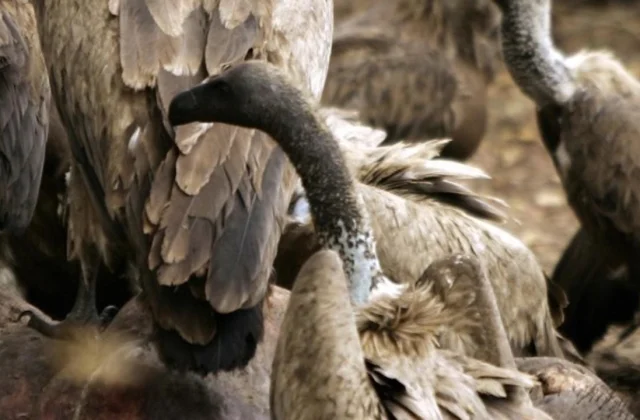 investigation opened after 55 white vultures died