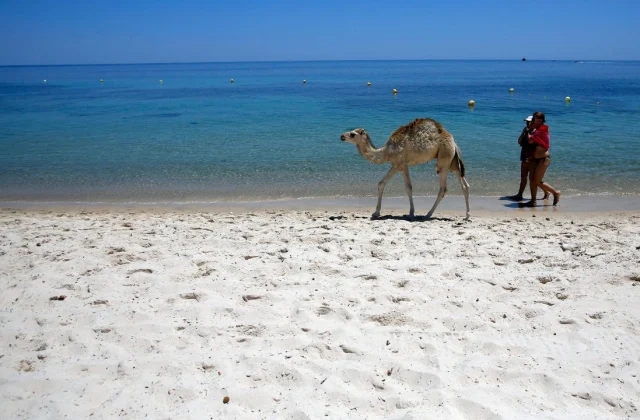 the government announces financial support for the tourism sector
