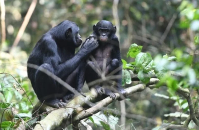 when communities take responsibility for species conservation