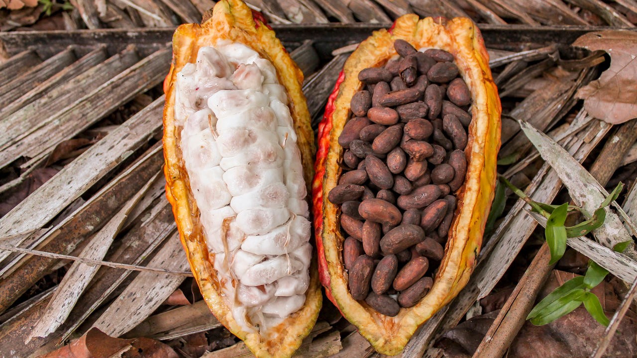 Côte d’Ivoire and Ghana are rebelling in opposition to two American chocolate makers