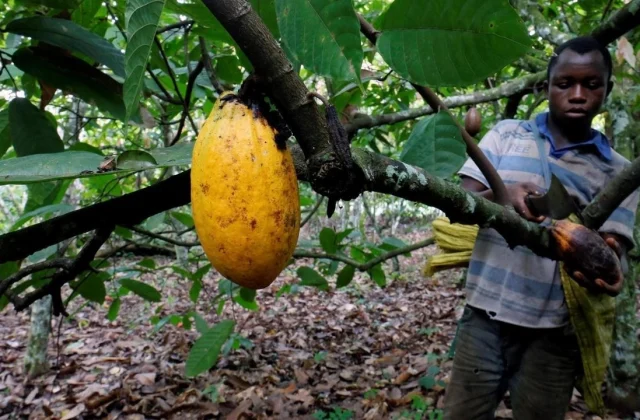 Ivory Coast is lifting sanctions in opposition to multinational Hershey
