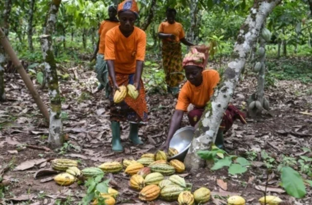 Settlement with multinational chocolate companies: producers’ concerns