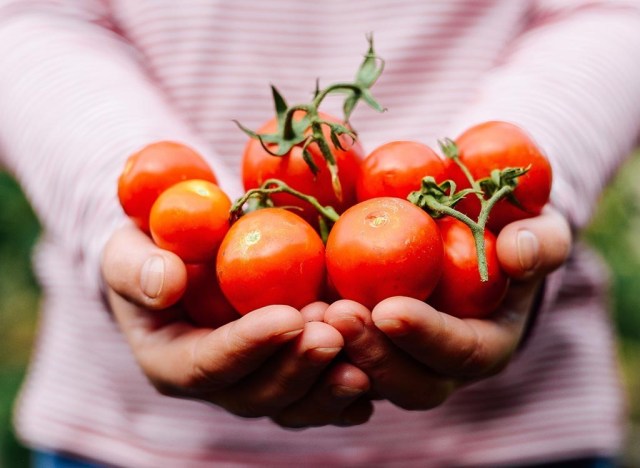 tomatoes in palm