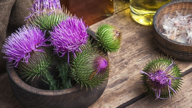 milk thistle