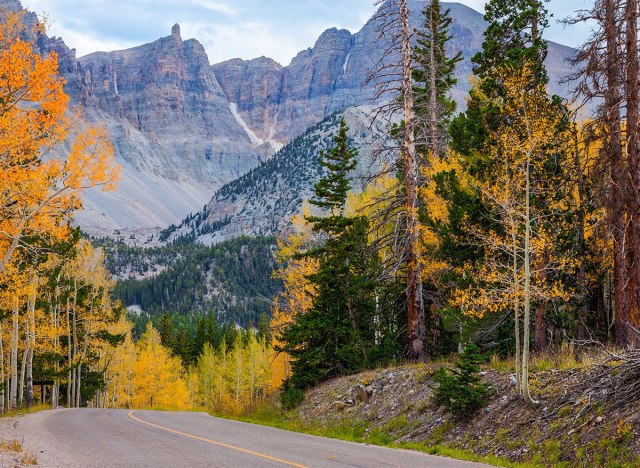 trees in great basin national park nevada