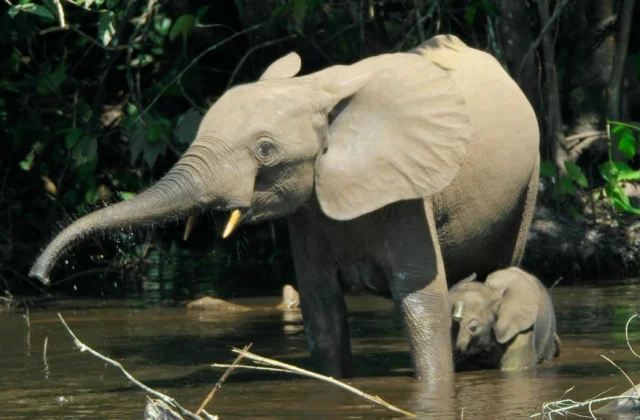 African forest elephant categorised as “endangered