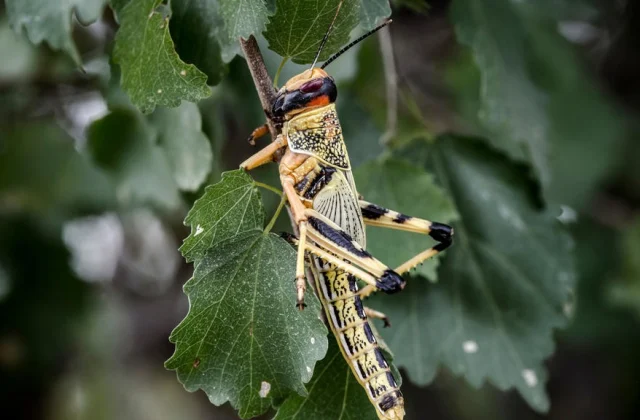 Wasteland Locust Invasion – Or not it’s In Your
