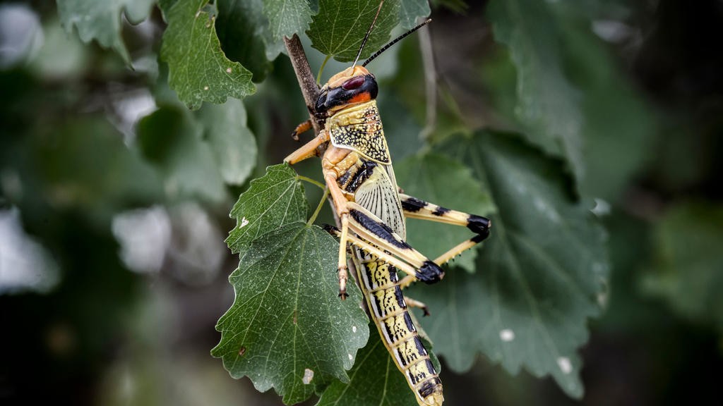 Desert Locust Invasion Its In Your