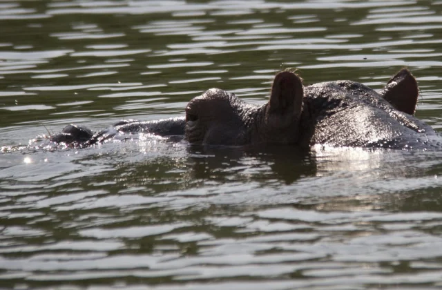 Within the Ivory Coast, hippos are a hazard