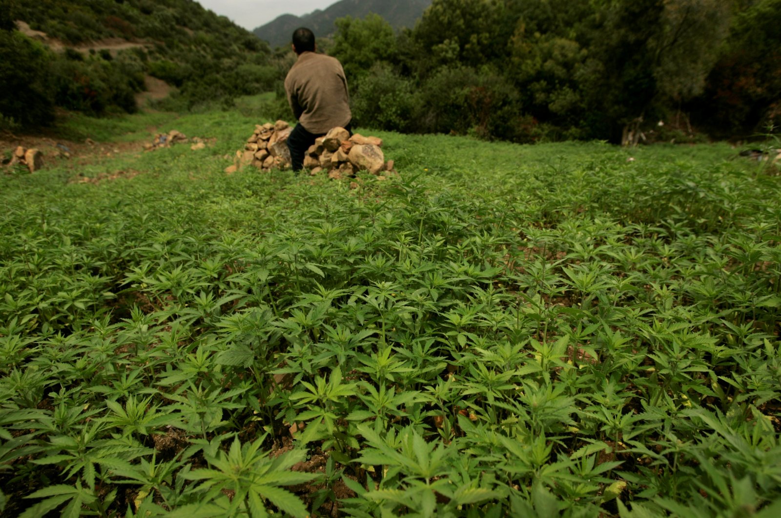 Morocco supports bills that legalize hashish
