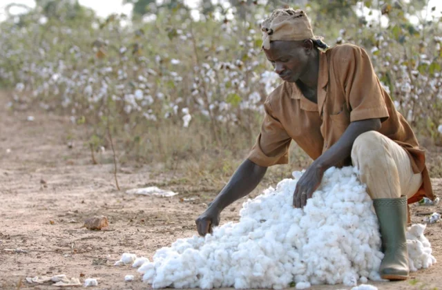 New Ivorian cotton has arrived
