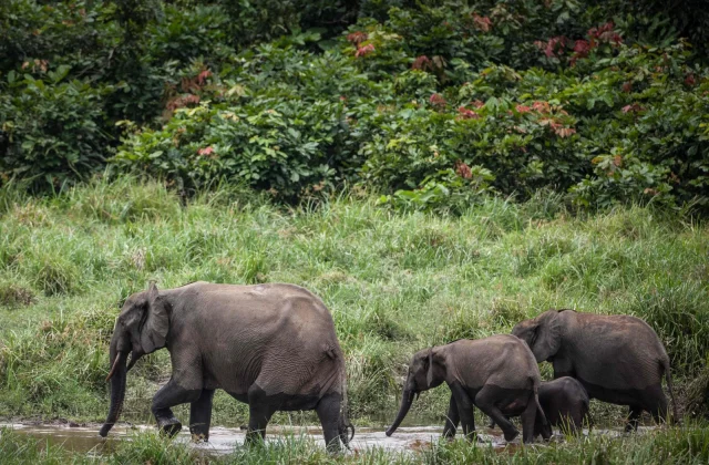 “Purple warning”: African elephants important