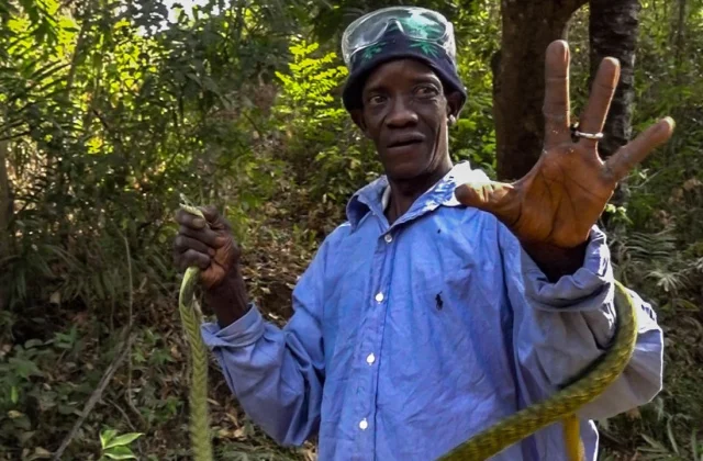 The snakes from Pastoria in Guinea
